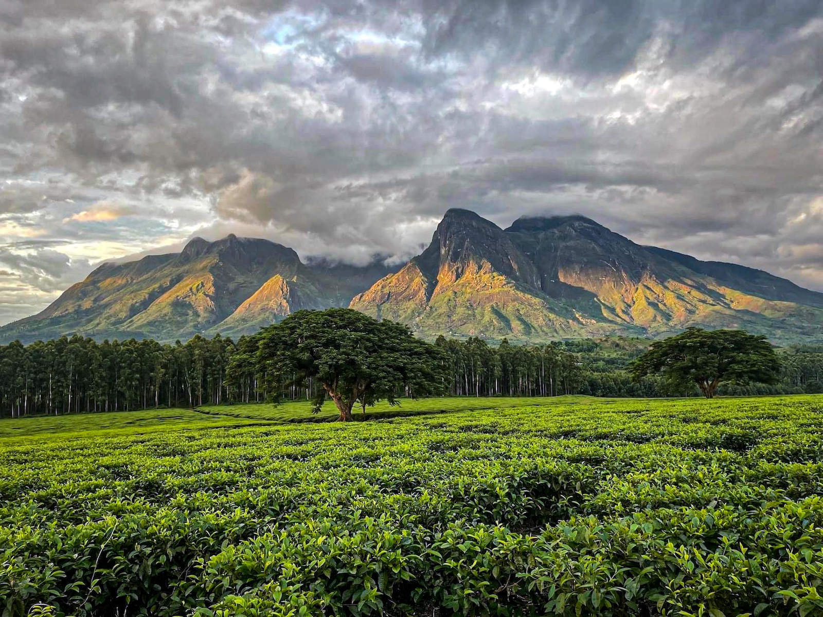 Mulanje Highlands