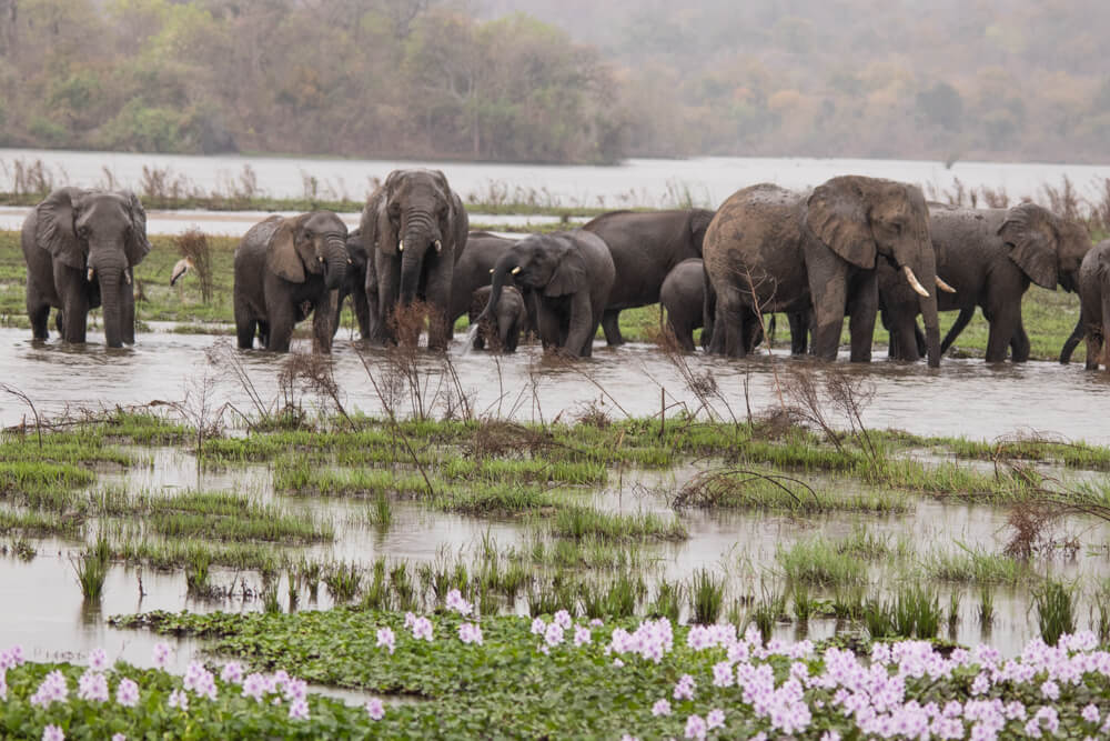 Majete Wildlife Reserve Capture