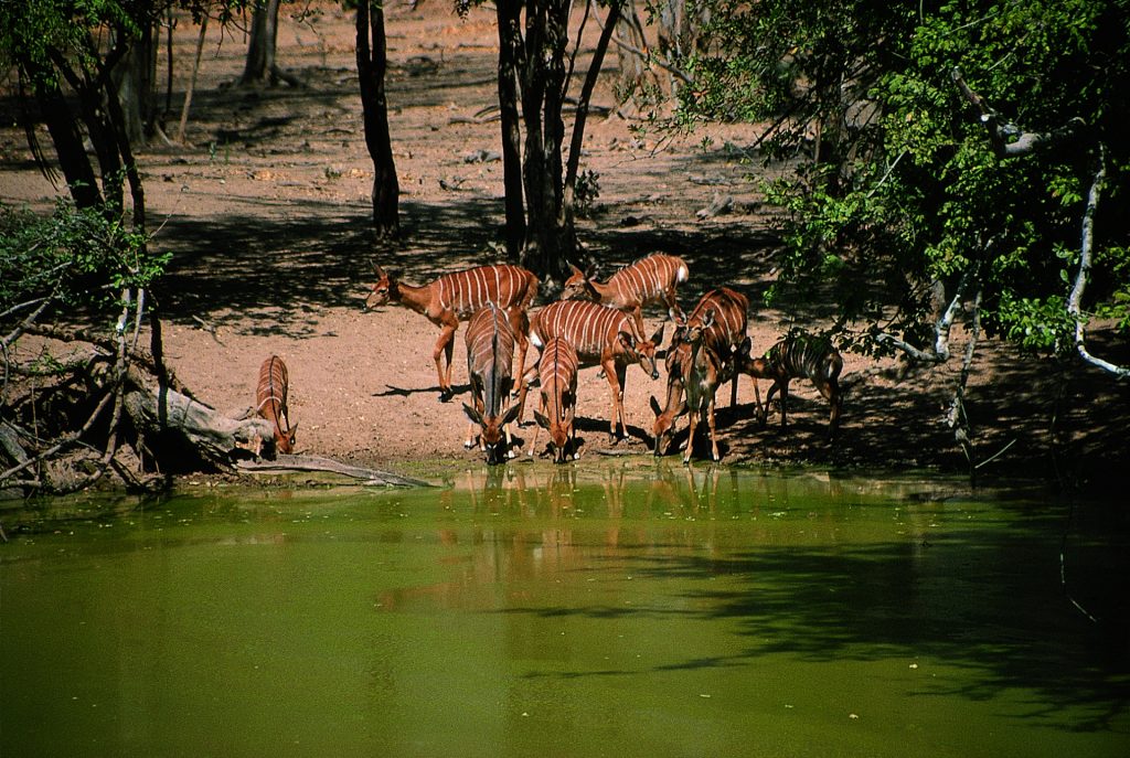 Lengwe National Park